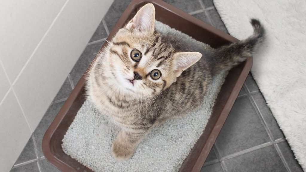 Clumping Cat Litters Why They Are So Popular Golden Animals Feed