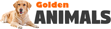 Golden Animals – Feed Your Dog the Finest Dog Food