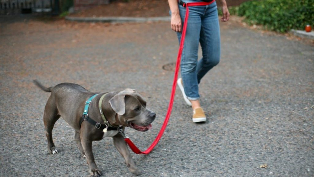 6 Different Types Of Dog Leashes And Their Uses A Comprehensive Guide