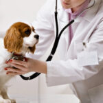 Redefining Animal Healthcare Through Preventive Precision