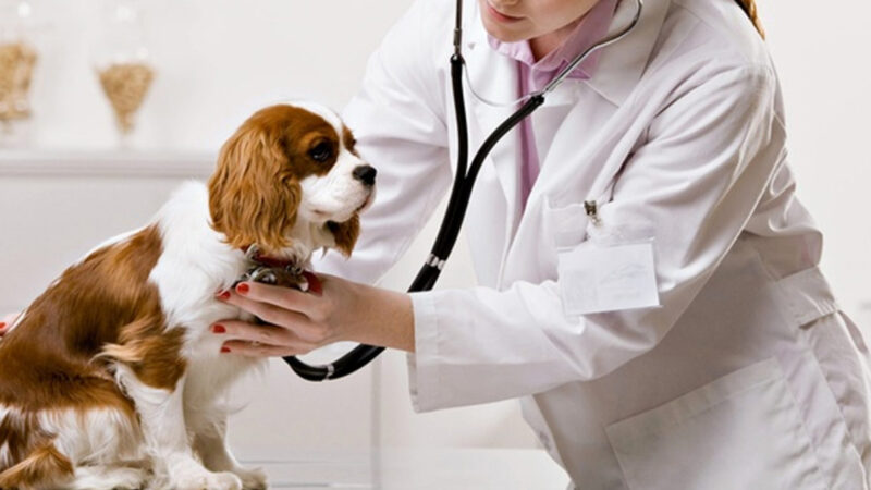 Redefining Animal Healthcare Through Preventive Precision
